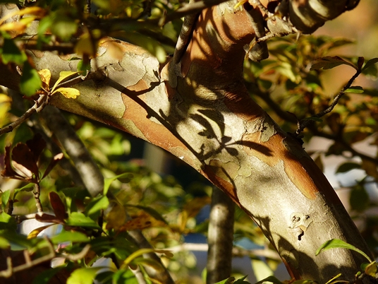 {Crataegus spathulata}